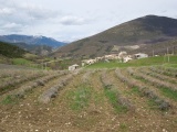 Col de Vache