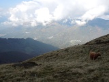 Colle