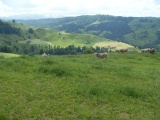 Brandhöchi