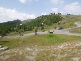 Colle Bercia